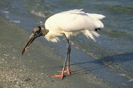 Stork on the Shore