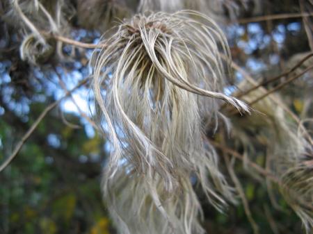 Strange hairy plant