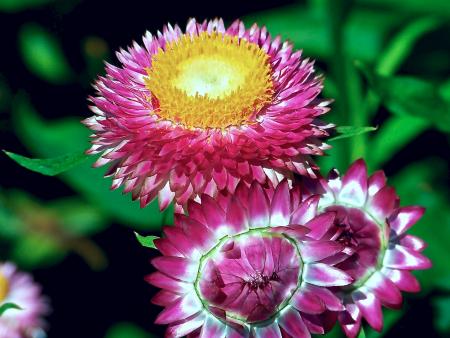 Straw Flowers