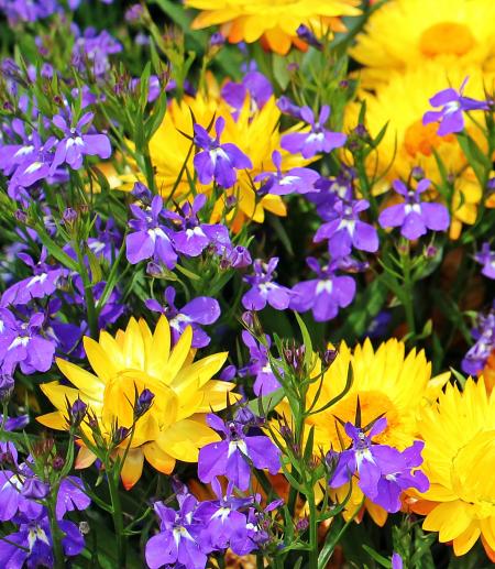 Straw Flowers