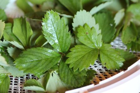 Strawberry Leaves