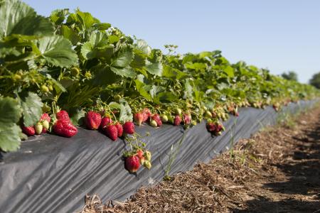 Strawberry Picking