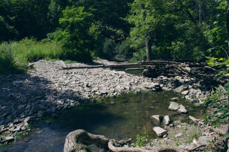 Stream Between Forest