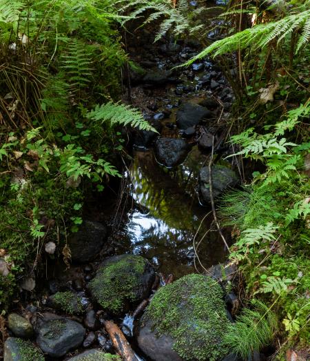 Stream in Gullmarsskogen ravine