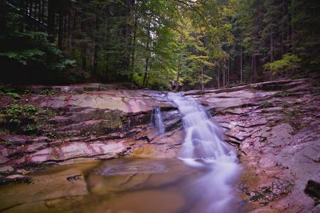 Stream in Middle of Woods