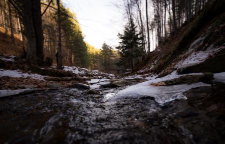 Streams in Between Forest Trees