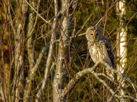 (Strigiformes: Strigidae) Strix uralensis, Slaguggla / Ural owl