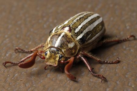 Striped beetle