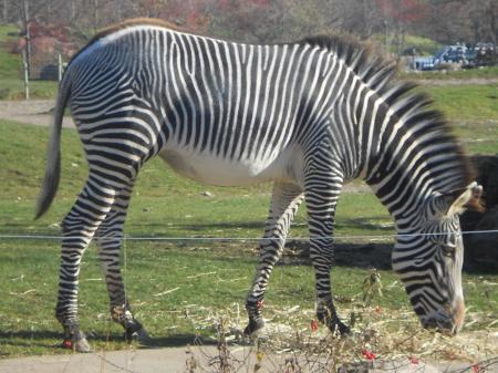 Strutting Zebra