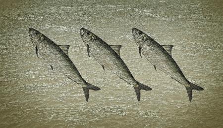 Stylized Sardines on Rough Water Background
