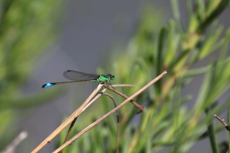 Stéphanie Baumard - Agrion élégant (Ischnura elegans) - Demoiselle ( Zygoptères) - Camargue