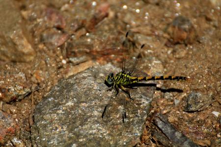 Stéphanie Baumard - libellule - Onychogomphus - à Collobrières