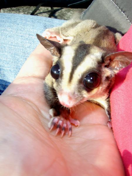 Sugar Glider in hand