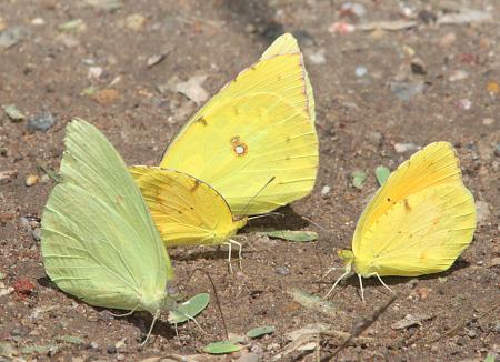 SULPHUR, CLOUDLESS (Phoebis sennae) (8-28-10) with southern dogface and sleepy orange, blue haven rd, patagonia, scc, az -01