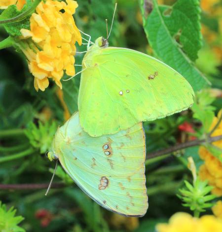 SULPHUR, CLOUDLESS (Phoebis sennae) (9-22-2014) 78 circulo montana, patagonia lake ranch estates, scc, az