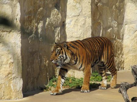 Sumatran Tiger