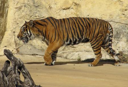 Sumatran Tiger