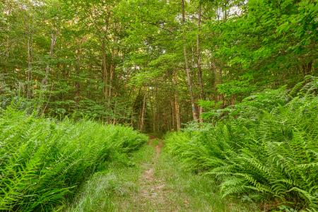 Summer Fern Trail - HDR