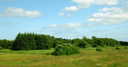 Summer landscape