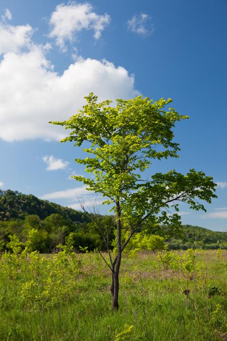 summer tree