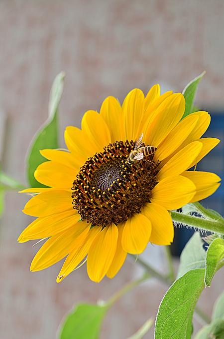Sun Flower And The Bee!