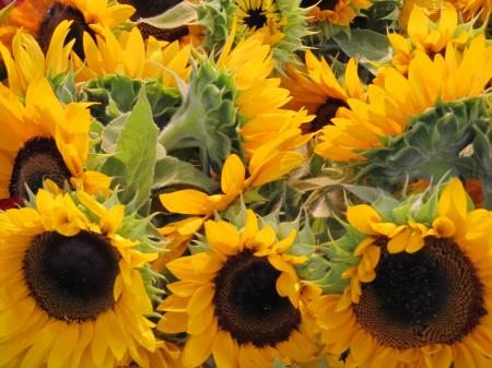 Sun Flowers in the Garden