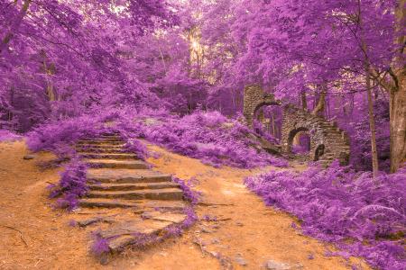 Sun Kissed Forest Castle Ruins - Purple Fantasy HDR