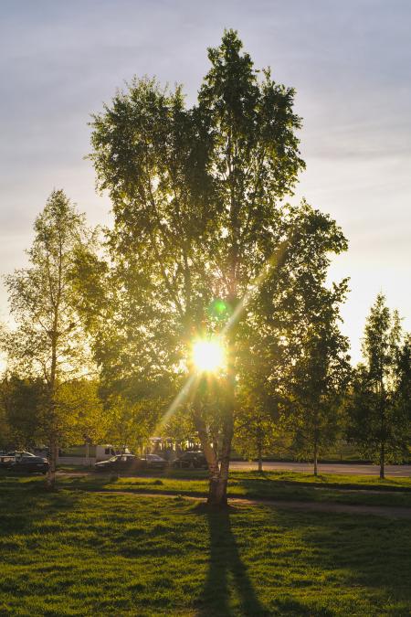 Sun shining through a tree