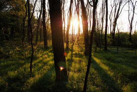 Sun Shining Through Trees in Forest