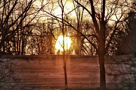 Sun through the trees