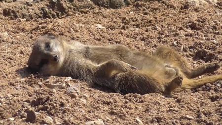 Sunbathing Meerkats