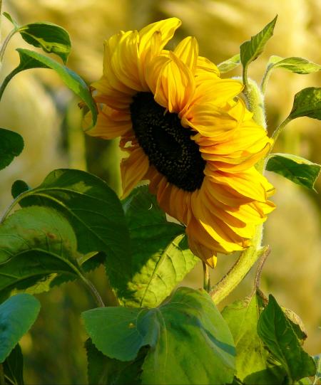 Sunflower