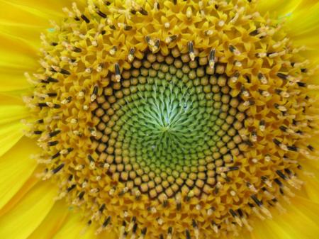 Sunflower Closeup