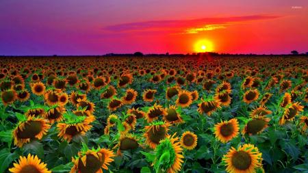 Sunflower during Sunset