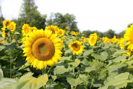 Sunflower Field