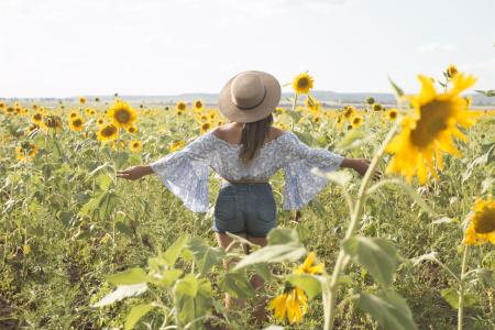 Sunflower Field