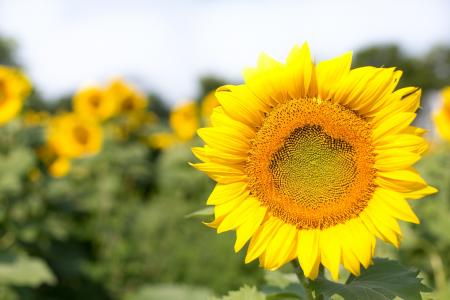 Sunflower Field