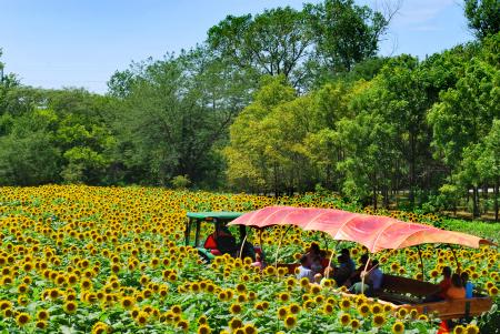 Sunflower Field