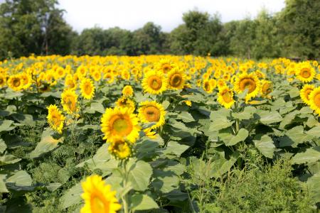 Sunflower Field