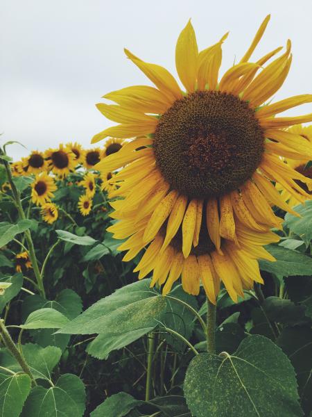 Sunflower Field