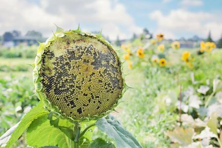 Sunflower Field