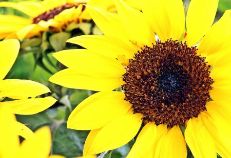 Sunflower Field