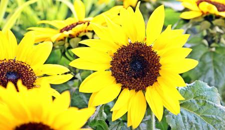 Sunflower Field