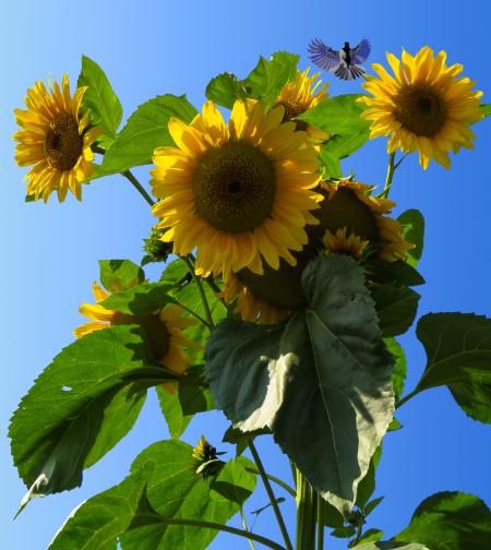 Sunflower Field