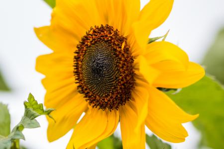 Sunflower Field