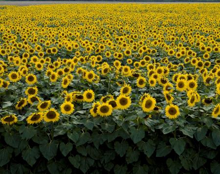 Sunflower Field