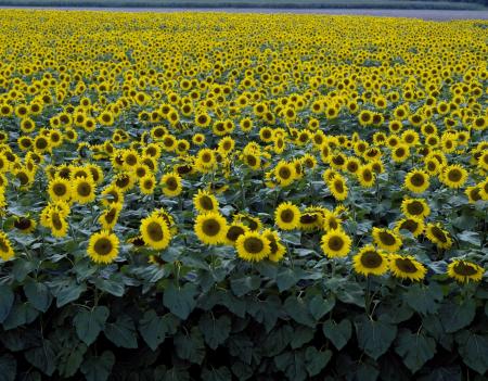 Sunflower Field