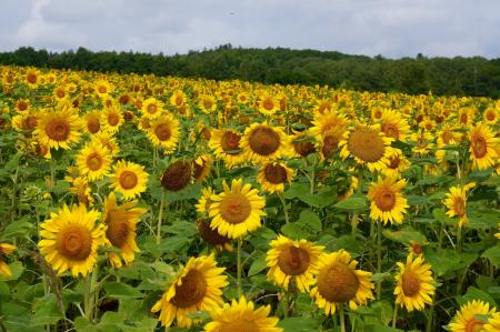 Sunflower Field