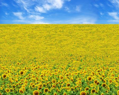 Sunflower Field