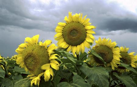 Sunflower Field